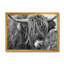 «Scottish Cow on Moorland II» - photographie sur toile-60162411-60162421
