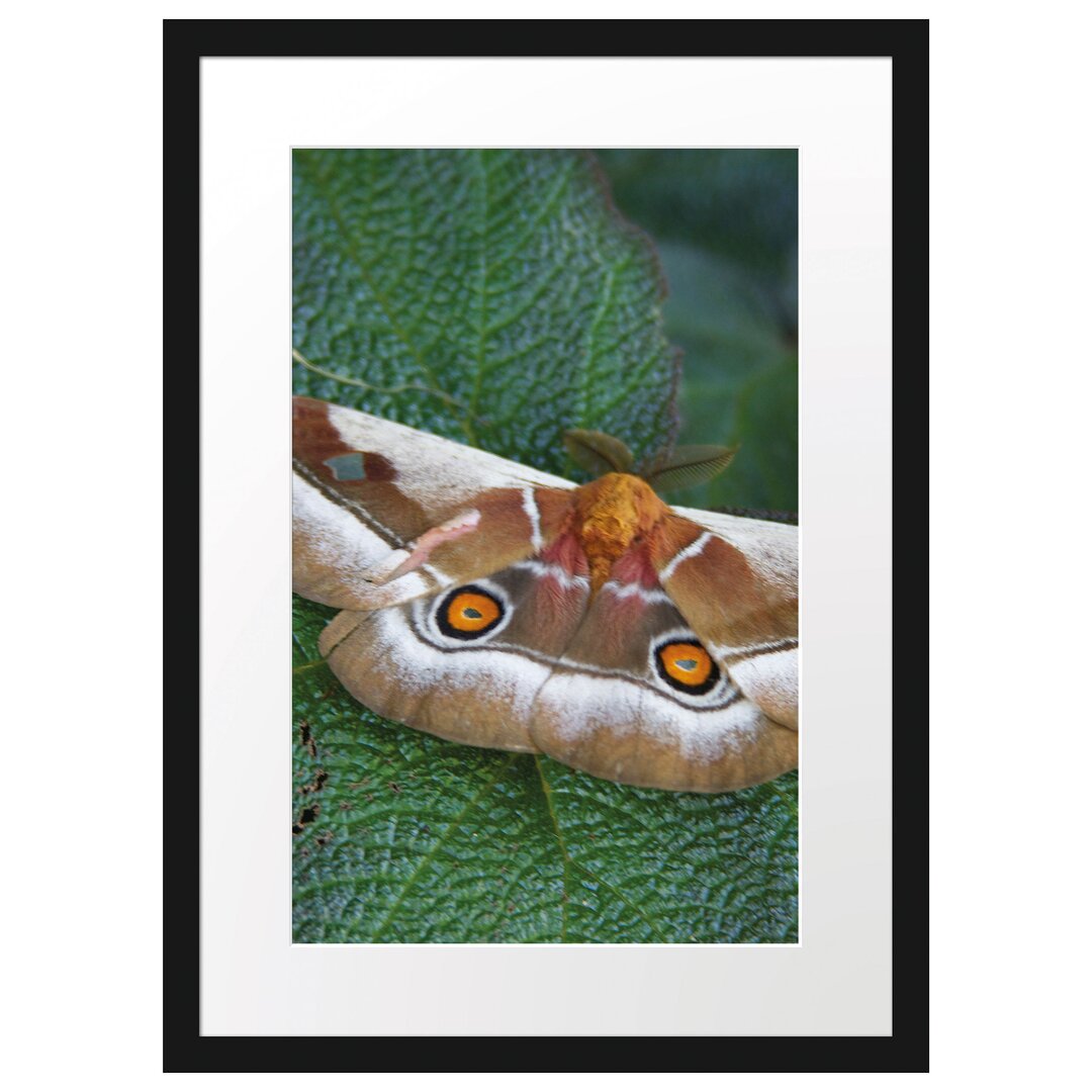 Gerahmtes Poster Schmetterling auf Blatt