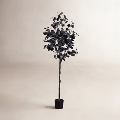 72" Eucalyptus Tree in Nursery Pot