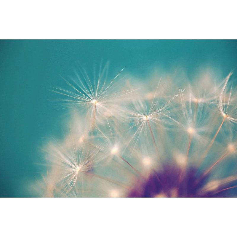 Sylvia Cook - Wrapped Canvas Print, 51cm H x 76cm W