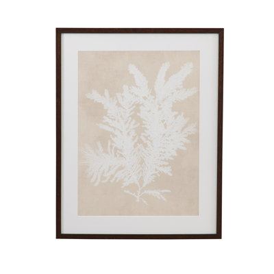 Ptilota Plumosa, reproduction encadrée