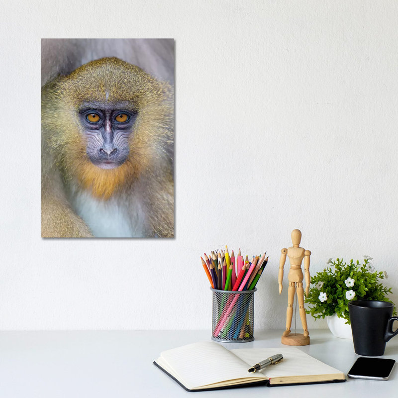 Mandrill Young 1 Piece Wrapped Canvas Wall Art, 20.32 cm H x 30.48 cm W