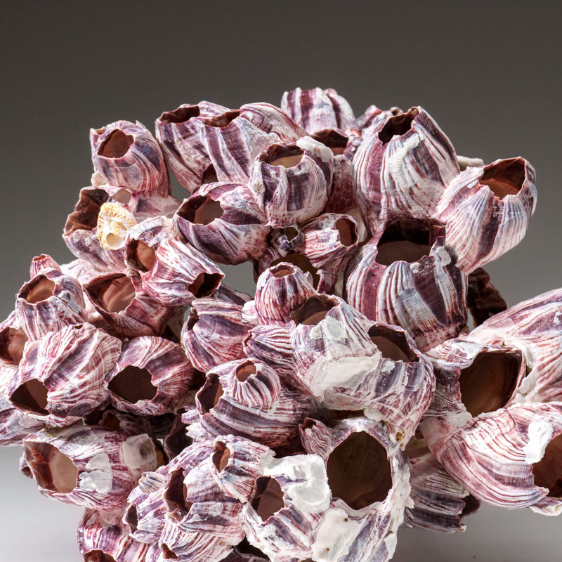 Genuine Purple Acorn Barnacle Cluster (1.5 Lbs)