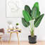 Fausse feuille de bananier en pot-701061187