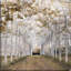 «White Gold», reproduction sur toile encadrée-1595684188-1595684163