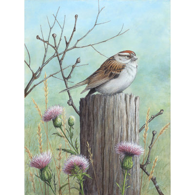 " Chipping Sparrow "