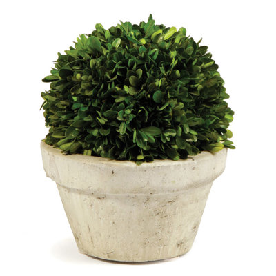 Boxwood Topiary in Ceramic Pot