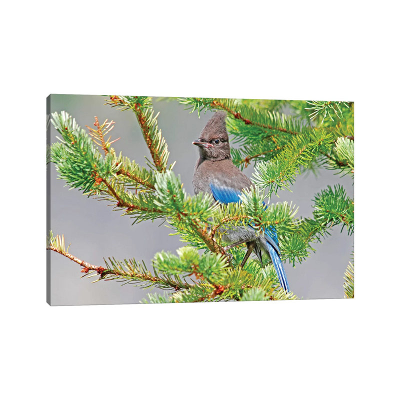«Stellar's Jay» par Brian Wolf - photographie sur toile tendue, H 12 po x l 18 po x 1,5 po