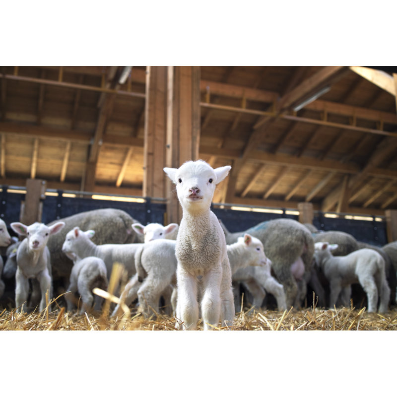 Portrait Of Lovely Lamb Staring At The Camera In Sheep Pen. In Background Flock Of Sheep Eating Food In Cattle Farm. by Smederevac - Wrapped Canvas Print