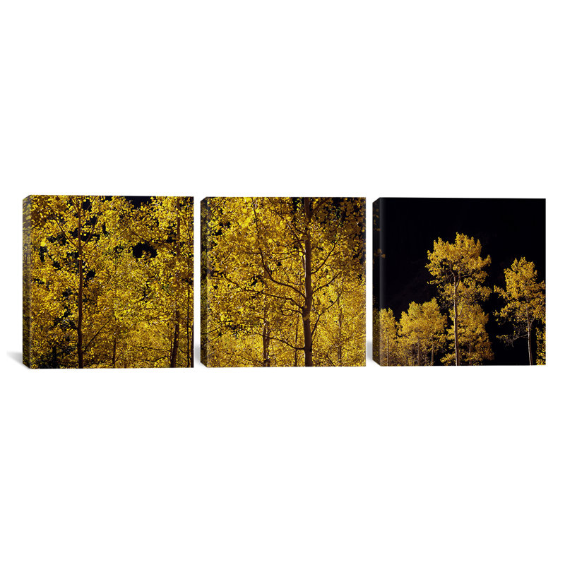 Trembles en automne, Colorado, États-Unis # 3 par Panoramic Images - Giclée sur toile tendue avec châssis