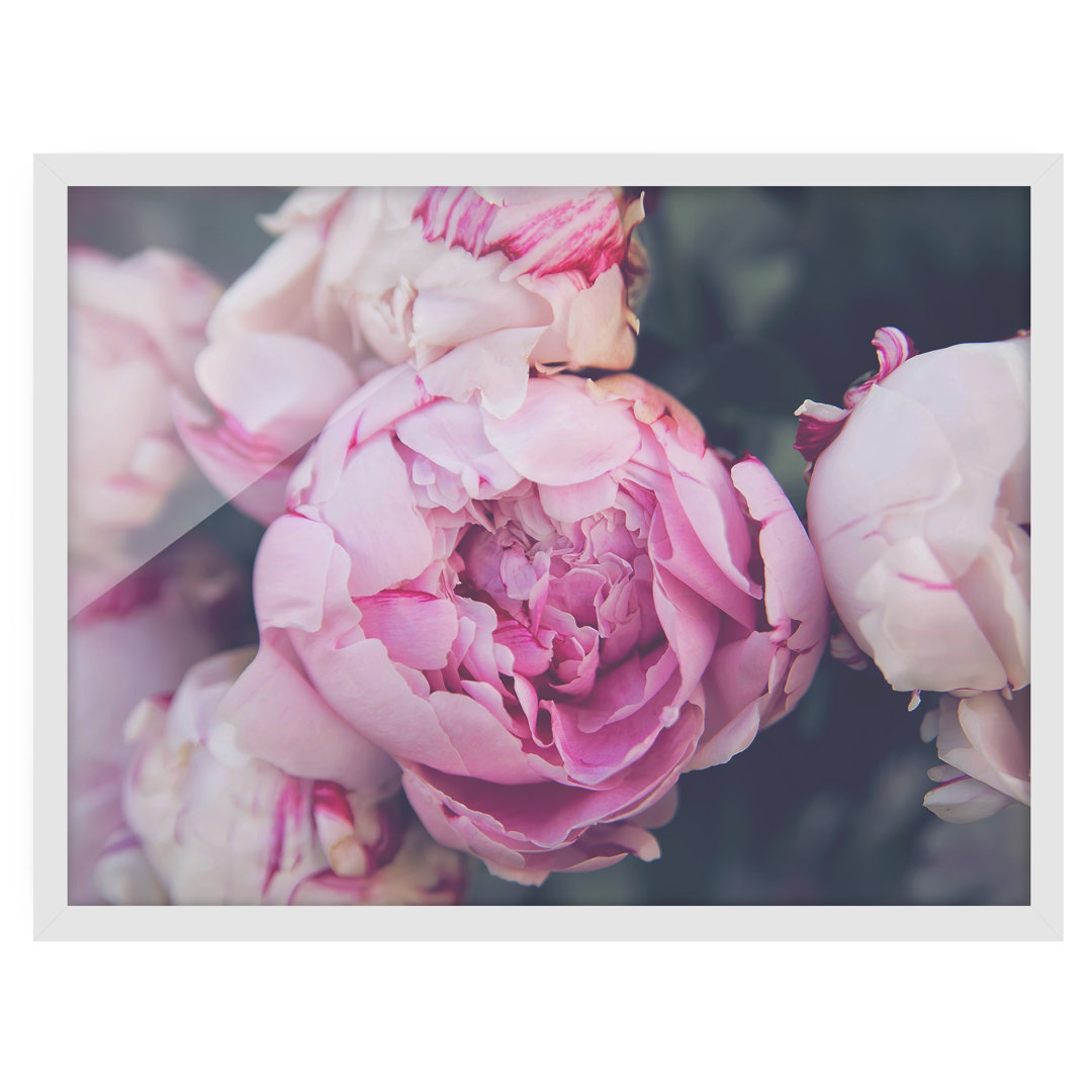 Gerahmtes Poster Peony Blossom Shabby