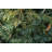 " Fir Tree Branch " by Pixelseffect-1636609187