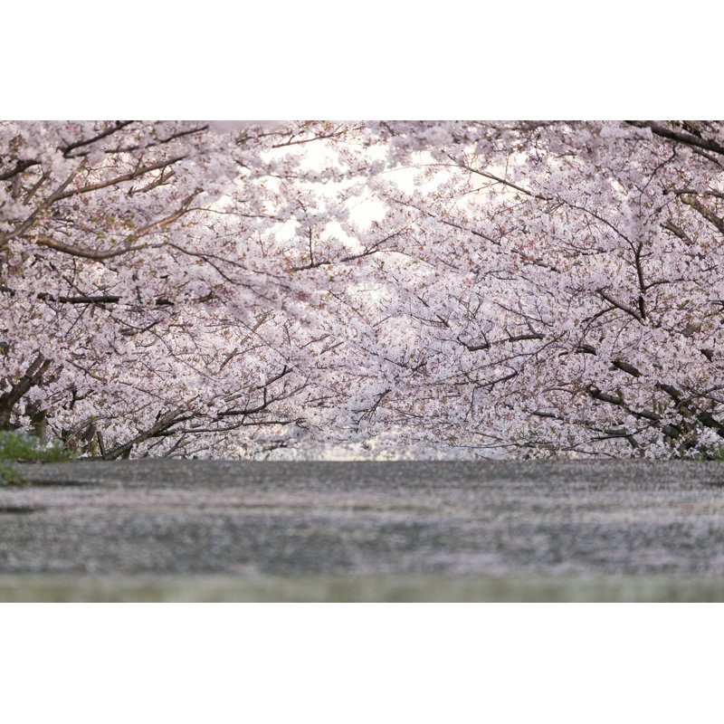 Penticton " Cherry Blossoms ", 8" H x 12" W  