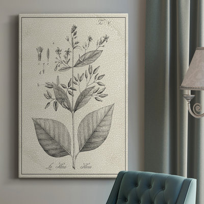 Antique Botanical II, impression sur toile tendue
