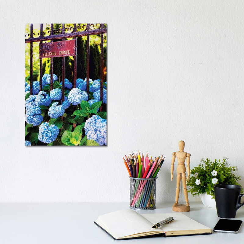 Hydrangea, Bellevue Avenue, Newport, Rhode Island by George Oze - Wrapped Canvas Print, 20.32 cm H x 30.48 cm W