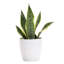 Live Laurentii Snake Plant in Classic Pot-49662189