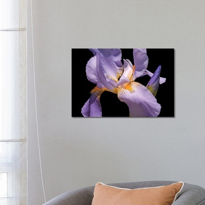 " Violet Iris " by Brian Wolf