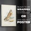 Hawk Owl - Impression sur toile seulement - NON CADRE-117695291