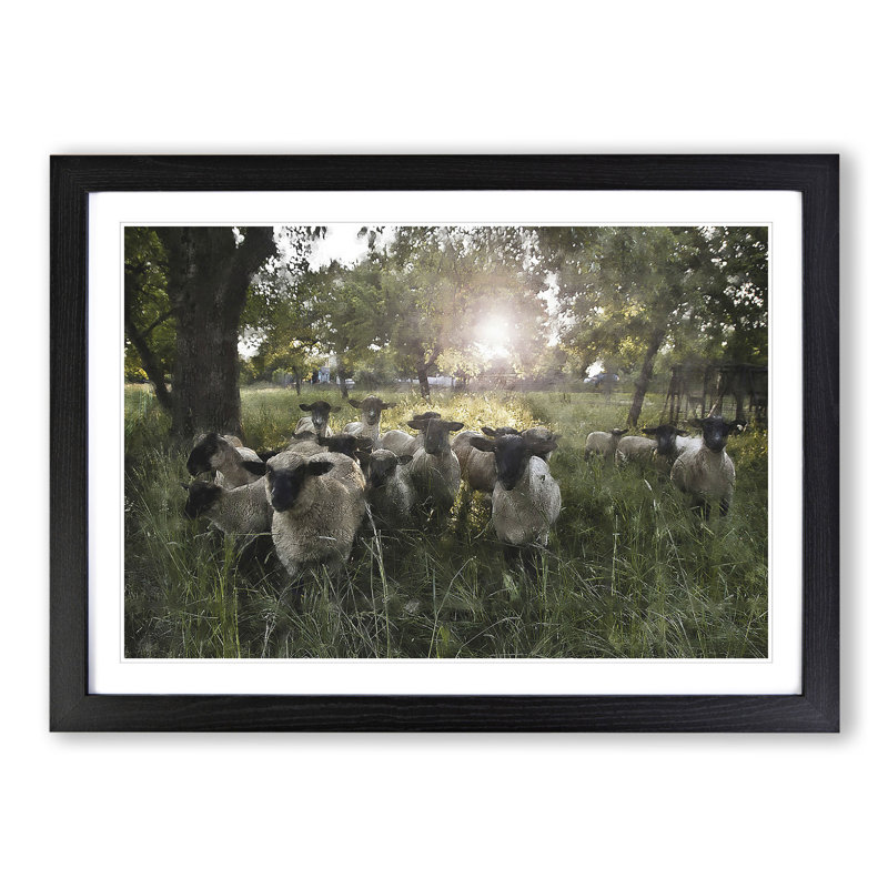 Flock of Sheep Vol.3 - Framed Print, 48cm H x 65cm W x 2cm D, Black Framed