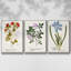 Nature imprimé Botanicals V - ensemble de 3 reproductions sur toile-97708520-97708514