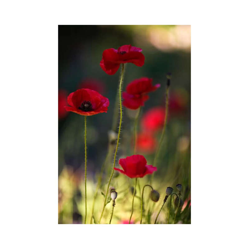 Morpheus Ascending 1 Piece Wrapped Canvas Wall Art, 30.48 cm H x 45.72 cm W
