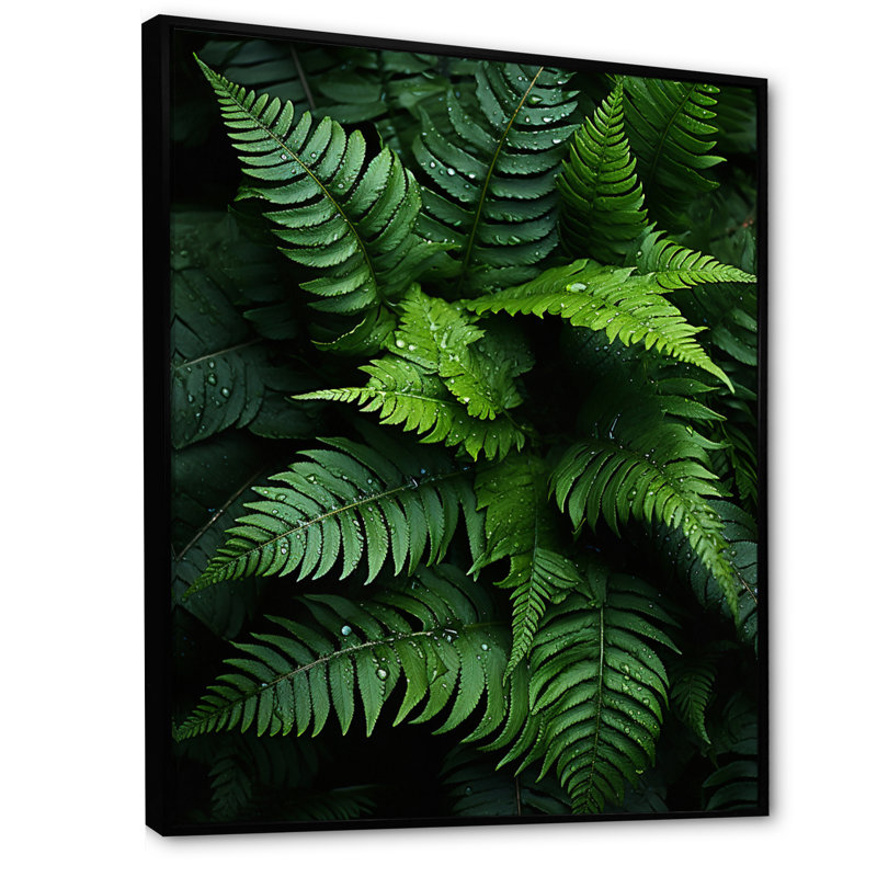 Delrico, fougères, plante, symphonie monochrome I, H 32 po x l 24 po x P 1 po, Cadre flottant noir