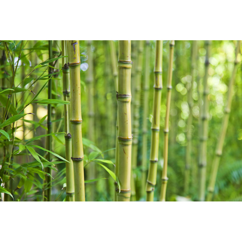 Bamboo by Enjoynz - No Frame Art Prints on Canvas, 30cm H x 46cm W