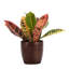 Live Petra Croton Plant in Classic Pot-49662114