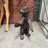 Baby Grizzly Bear Life Size Statue