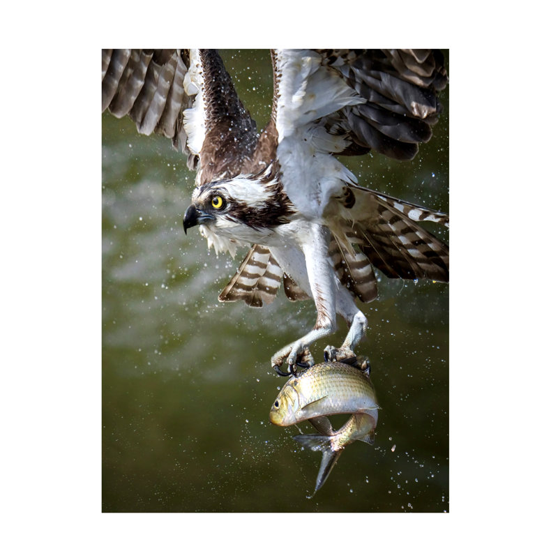 Bolog Osprey - Wrapped Canvas Print, 47" H x 35" W x 2" D