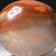Cristal de palmier cornaline poli du Brésil-55243148-55243149