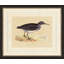 Purple Sand Piper Painting