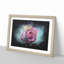 Multi-Coloured Rose Flower - Picture Frame Graphic Art Print-56861691-56861687