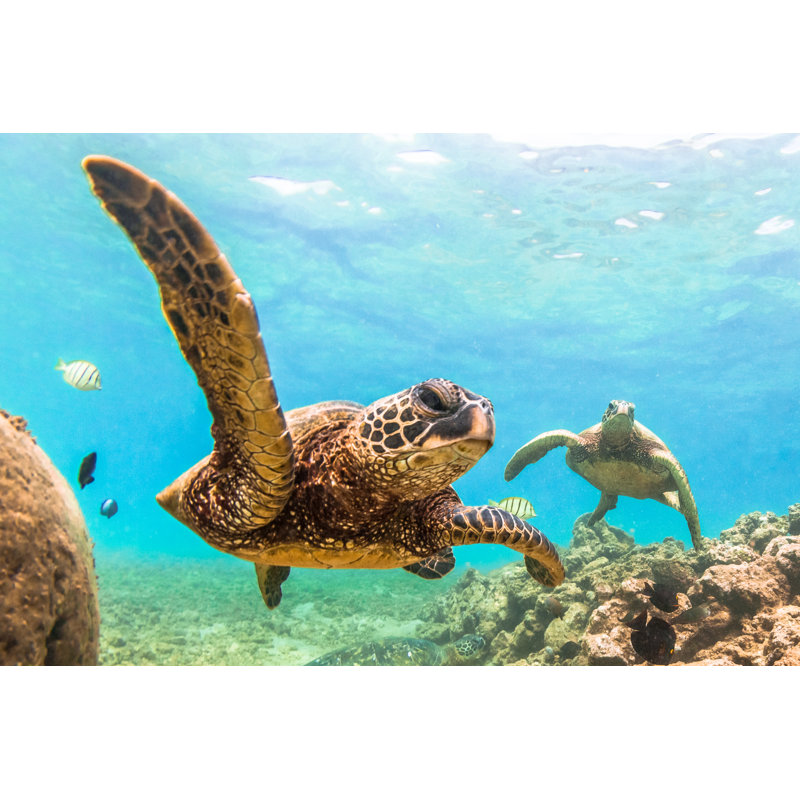 Hawaiian Green Sea Turtle by ShaneMyersPhoto - Wrapped Canvas Print, 30cm H x 46cm W x 3.8cm D