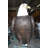 Large Eagle on a branch Bronze Statue -  Size: 29"L x 29"W x 74"H. 