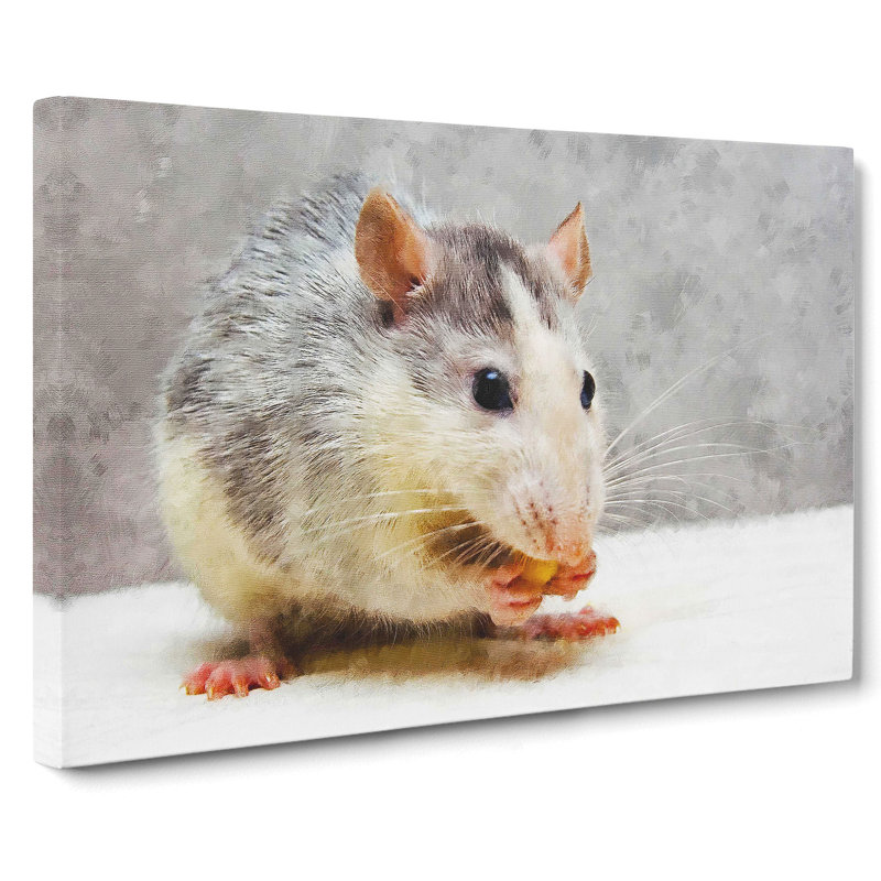 Rat - Wrapped Canvas Print, 35cm H x 50cm W x 3cm D