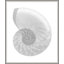 Silver Leafed Shell 4' Framed Graphic Art Print on Glass