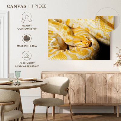 Brampt Albino Burmese Python
