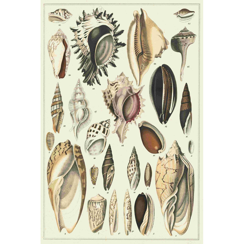 " Seashell Display " by Oken, 18" H x 12" W  