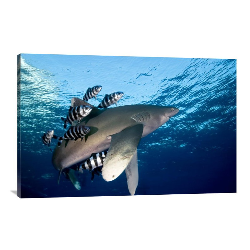 " Oceanic White-Tip Shark Close To The Surface ", 24" H x 36" W, Black Framed
