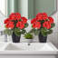 2 pots de fleurs artificielles pour l'extérieur, géraniums artificiels en plastique, plante artificielle pour l'extérieur-976121215