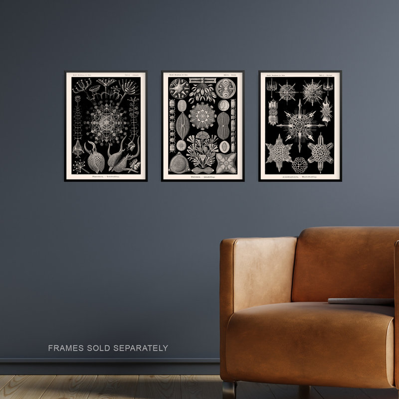 Diatom Microalgae Haeckel Vintage Aquatic Marine Fish 3 Piece Wall Art, 29.7cm H x 21cm W x 0.4cm D