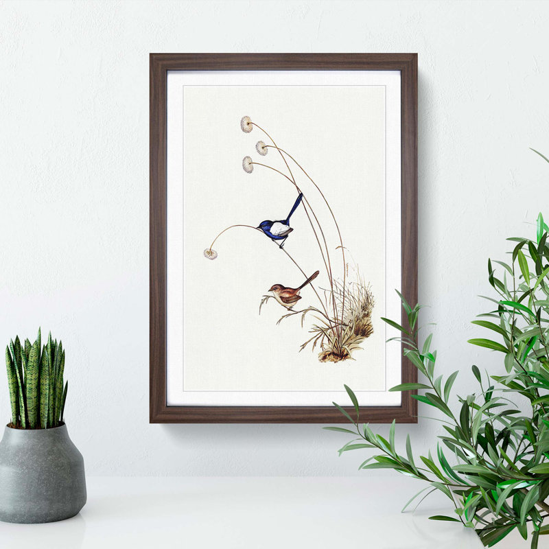 White-Winged Wren by Elizabeth Gould - Framed Print, 36cm H x 27cm W x 2cm D, Walnut Framed