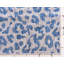 Tapis intérieur / extérieur bleu / gris Munk-1181831969