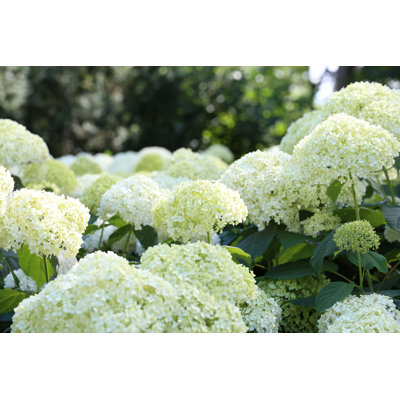 Fleurs d'hortensias - photographie sur toile tendue