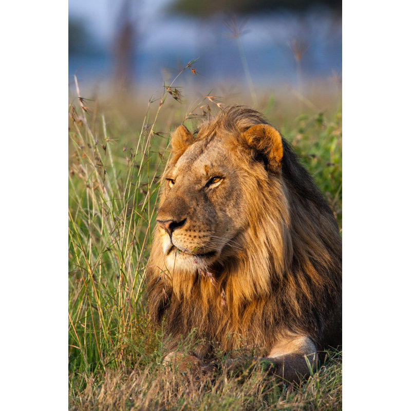 Male Lion - Wrapped Canvas Print, 46cm H x 30cm W