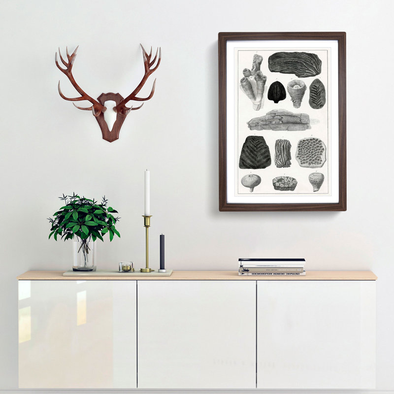 Collection of Fossils by Oliver Goldsmith - Framed Print, 36cm H x 27cm W x 2cm D, Walnut Framed