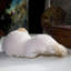 Jaboj Scolecite sur Stilbite
