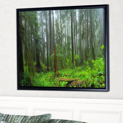 " Hoh Rain Forest "