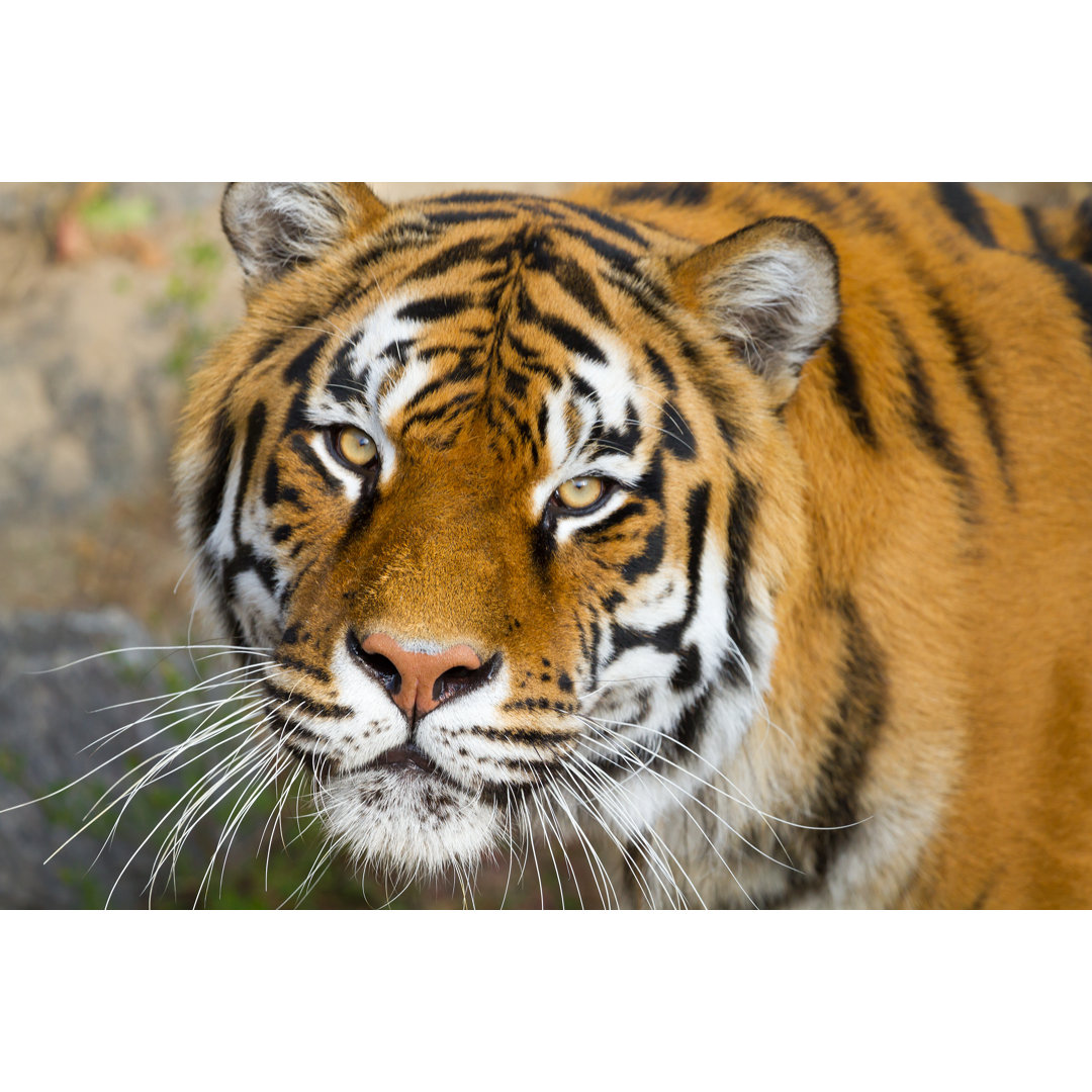 Leinwandbild Portrait of Amur Tigers